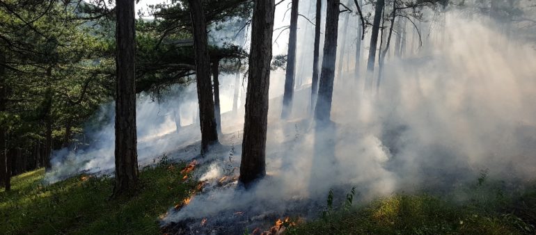 Waldbrand in Steinhof